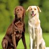 Labrador Retriever Dog paint by numbers