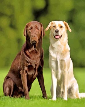 Labrador Retriever Dog paint by numbers