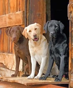 Labrador Retriever dogs paint by number