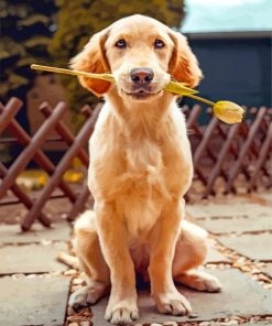 Labrador Retriever paint by numbers