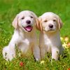 Labrador Retriever Pets paint by number