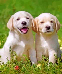 Labrador Retriever Pets paint by number