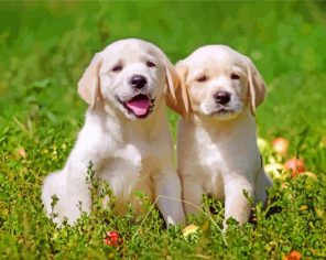 Labrador Retriever Pets paint by number