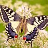 Lepidoptera butterfly and flower paint by numbers