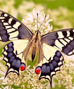 Lepidoptera butterfly and flower paint by numbers