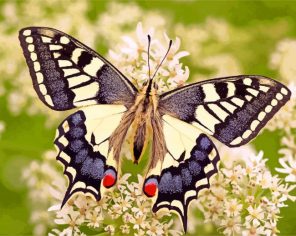 Lepidoptera butterfly and flower paint by numbers