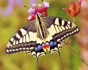 Lepidoptera swallowtail butterfly paint by numbers