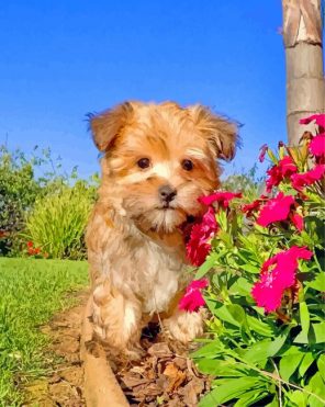 Morkie And Flowers paint by numbers