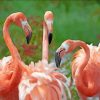 Orange Flamingos paint by numbers