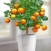 Orange Tree paint by number