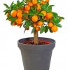 Orange Tree Plant paint by numbers