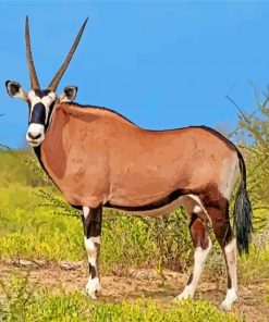 Oryx Animal paint by numbers