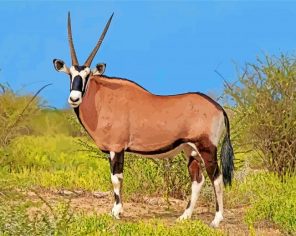 Oryx Animal paint by numbers