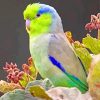 Parrotlet bird paint by numbers