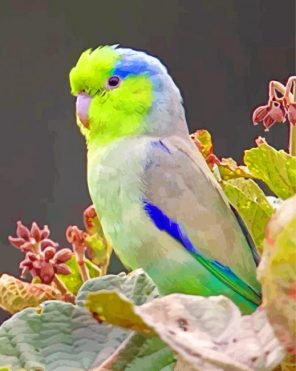 Parrotlet bird paint by numbers