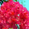 Pink Bougainvillea paint by numbers