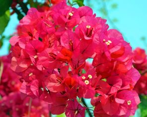 Pink Bougainvillea paint by numbers