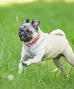 Pug In Garden paint by numbers