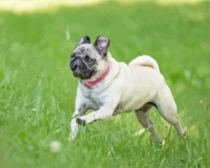 Pug In Garden paint by numbers