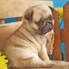 Pug Puppy Paint by numbers