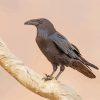 Raven On Branch paint by numbers