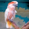 Salmon Crested Cockatoo bird paint by number