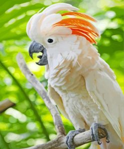 Salmon Crested Cockatoo Bird paint by number