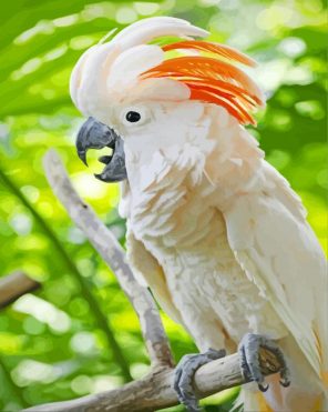 Salmon Crested Cockatoo Bird paint by number