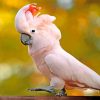 Salmon Crested Cockatoo paint by number