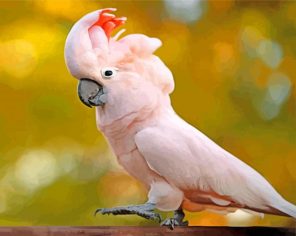 Salmon Crested Cockatoo paint by number