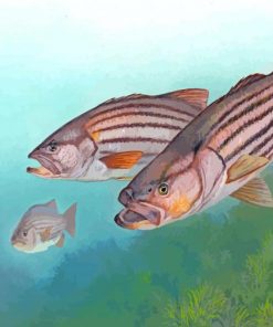 Striped bass fishes s paint by numbers