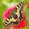 Swallowtail Lepidoptera Butterfly paint by number