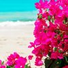 Bougainvillea Plants paint by numbers