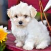 White morkie Dog paint by number