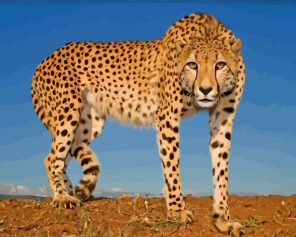 Wild Cheetah Paint by numbers