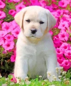 adorable Labrador Retriever paint by number