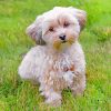 Adorable Morkie paint by numbers