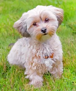 Adorable Morkie paint by numbers