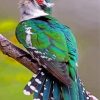 aesthetic green cuckoo bird paint by numbers