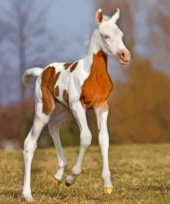 Arabian Horse Foal paint by number