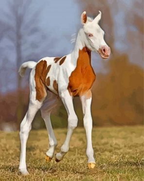 Arabian Horse Foal paint by number