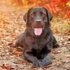 black Labrador Retriever paint by numbers