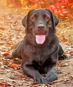 black Labrador Retriever paint by numbers