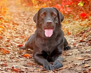 black Labrador Retriever paint by numbers