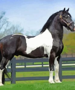 black and white Friesian horse paint by numbers