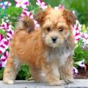 Blonde Morkie Dog paint by number