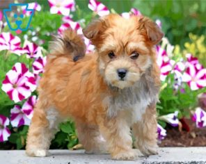 Blonde Morkie Dog paint by number