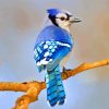 blue jay bird paint by numbers