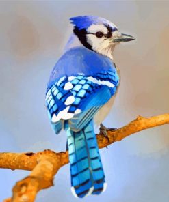 blue jay bird paint by numbers