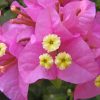 Bougainvillea Flowers paint by numbers